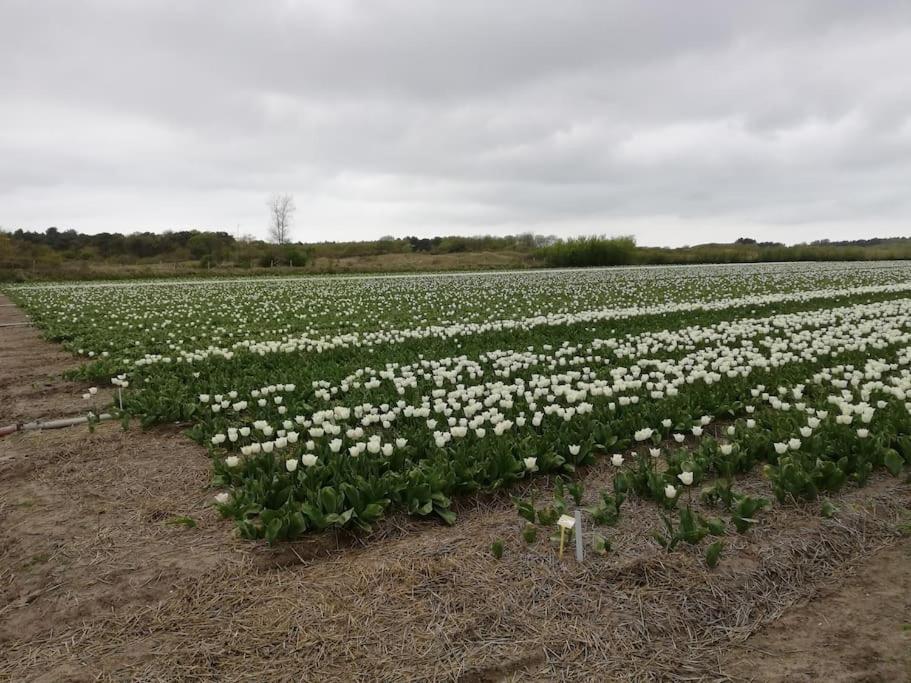 Cottage Egmond-Binnen Met Besloten Tuin Ngoại thất bức ảnh